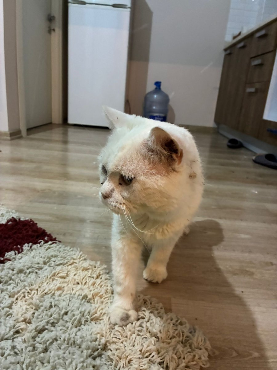 inanir misiniz dun sahiplenilir diye cok umutluydum ama yine engelli kedoyu 1 kisi bile ARAYIP SORMAMIS 
📍bursa'da her yere gider ama eger sahiplenecek kisinin gelip alma imkani varsa turkiyenin her yeri olabilir
iletisim 💌 0553 202 39 88