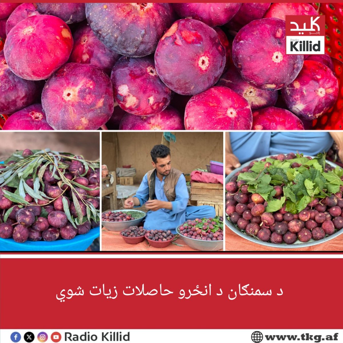 د سمنګان د کرنې ریاست وايي، سږکال د انځرو حاصلات د تېر کال په پرتله ۵۰ سلنه زیات شوي دي. د چارواکو په وینا، د خُلم ولسوالۍ انځر د ښه کیفیت له امله په تاشقرغان بازار کې ښه پېر او پلور لري.

خو د انځرو بڼوال د ټیټو بیو له امله شکایت کوي او له حکومته د بازارموندنې غوښتنه کوي.