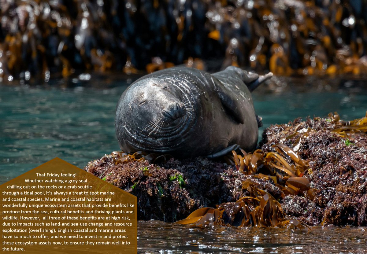 🦭 Marine and coastal benefits like produce from the sea, cultural benefits and thriving plants and wildlife are all at high-risk, according to <a href="/NaturalEngland/">Natural England</a>'s #StateofNaturalCapital report.

Link: publications.naturalengland.org.uk/publication/66…
📸 credit: Ray Harrington, Unsplash