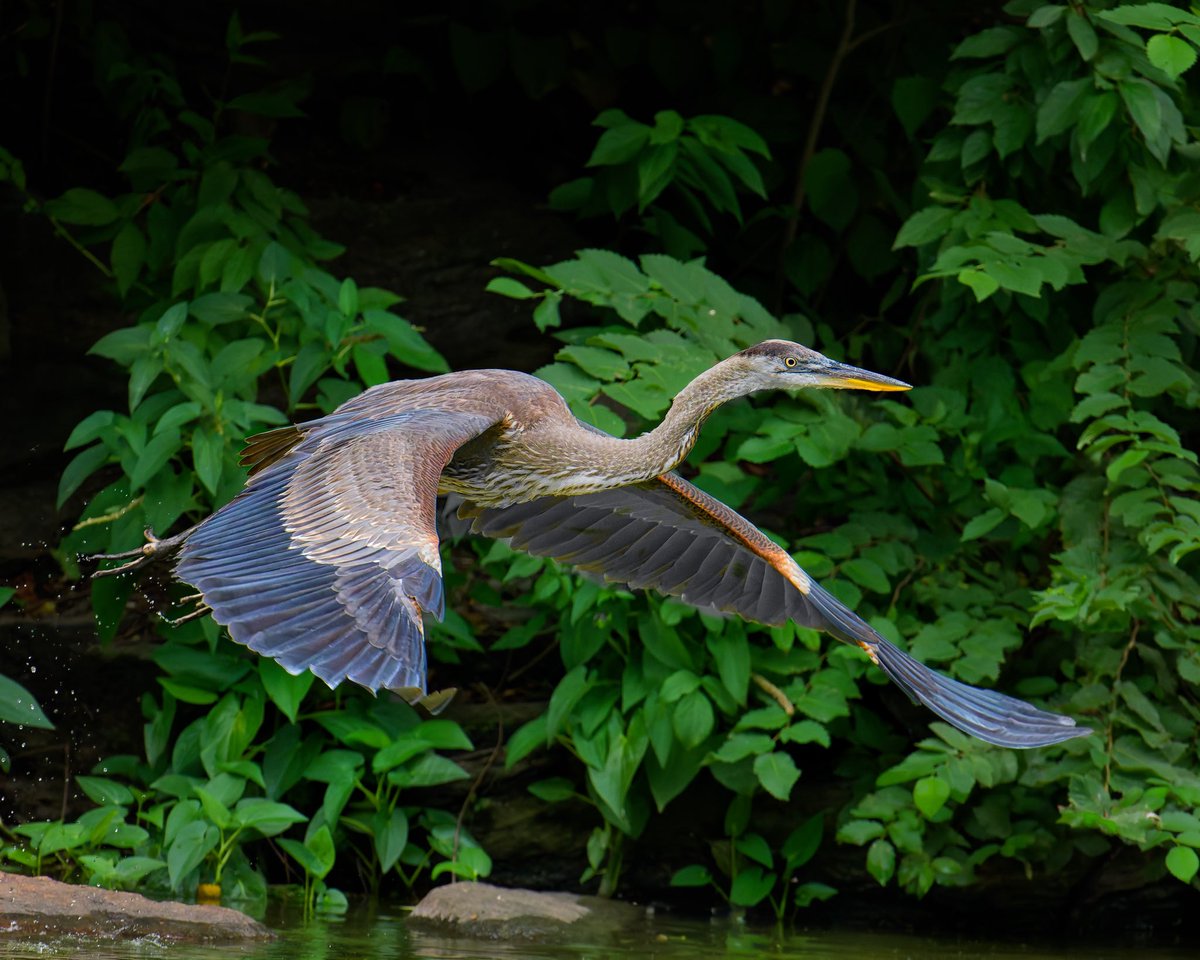 Ruben Giron (@rubengi02391602) on Twitter photo Great Blue Heron - These are the largest herons in North America and have an impressive 6 1/2' wingspan yet only weigh around 5 lbs. Pics taken at Bow Bridge, Central Park #birdcpp <a href="/BirdCentralPark/">Manhattan Bird Alert</a> Great Blue Heron - These are the largest herons in North America and have an impressive 6 1/2' wingspan yet only weigh around 5 lbs. Pics taken at Bow Bridge, Central Park #birdcpp <a href="/BirdCentralPark/">Manhattan Bird Alert</a>
