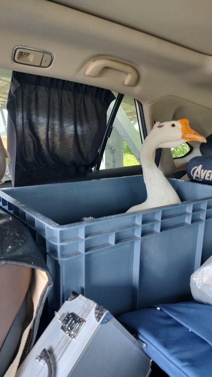 带鹅出去旅行，就像带一个三岁的小孩。