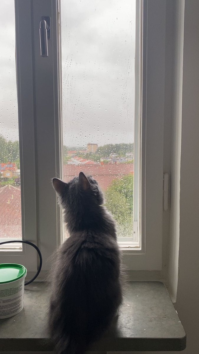 Regn verkar vara lite intressant ändå🧐