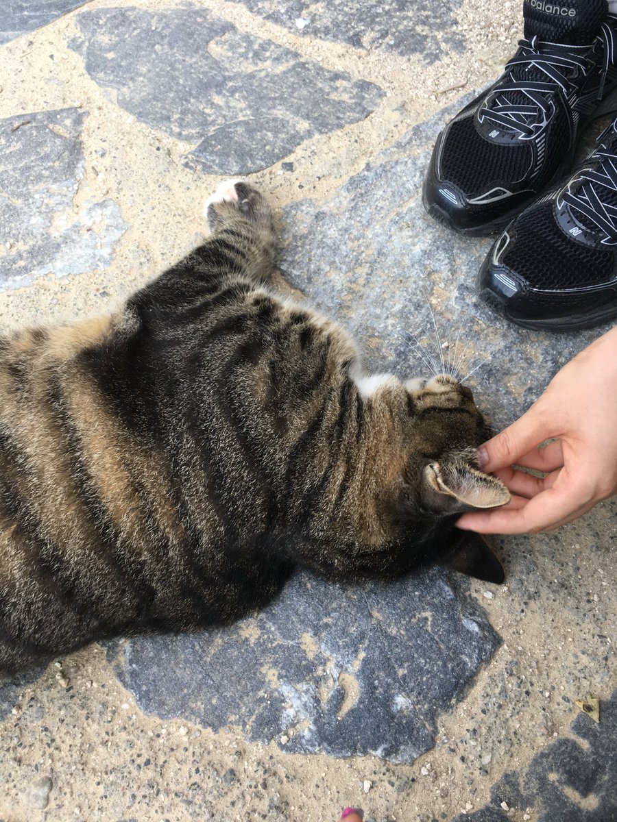 sidotry's tweet photo. 만져주니까 바로 누워버리는 🐈‍⬛..
고양이도 절밥 먹는지 통통 고양이엇은 https://t.co/HerYgVaCKa