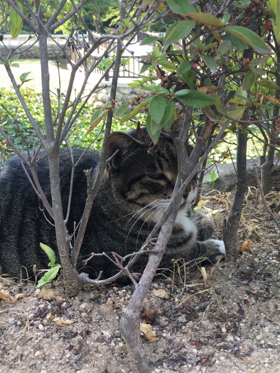 sidotry's tweet photo. 만져주니까 바로 누워버리는 🐈‍⬛..
고양이도 절밥 먹는지 통통 고양이엇은 https://t.co/HerYgVaCKa