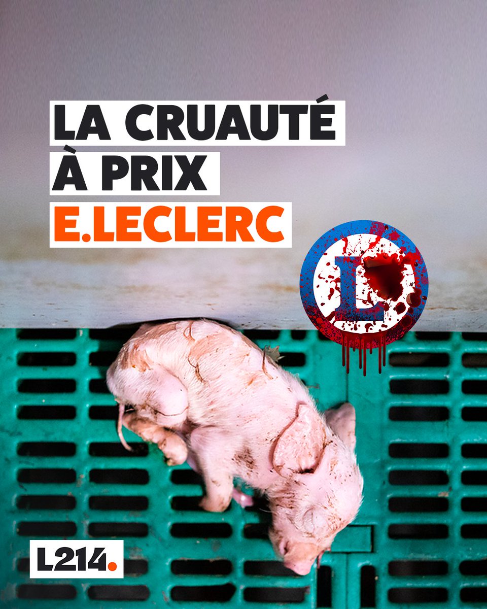 Ce porcelet subit l’horreur pour finir dans les rayons de <a href="/Leclerc/">E.Leclerc</a> 😭

Dans les élevages qui fournissent l’enseigne, les porcelets endurent: la coupe de leur queue, une castration à vif et l’épointage de leurs dents.

Cette cruauté doit cesser! Agissons⬇️
leclerc.stopcruaute.com