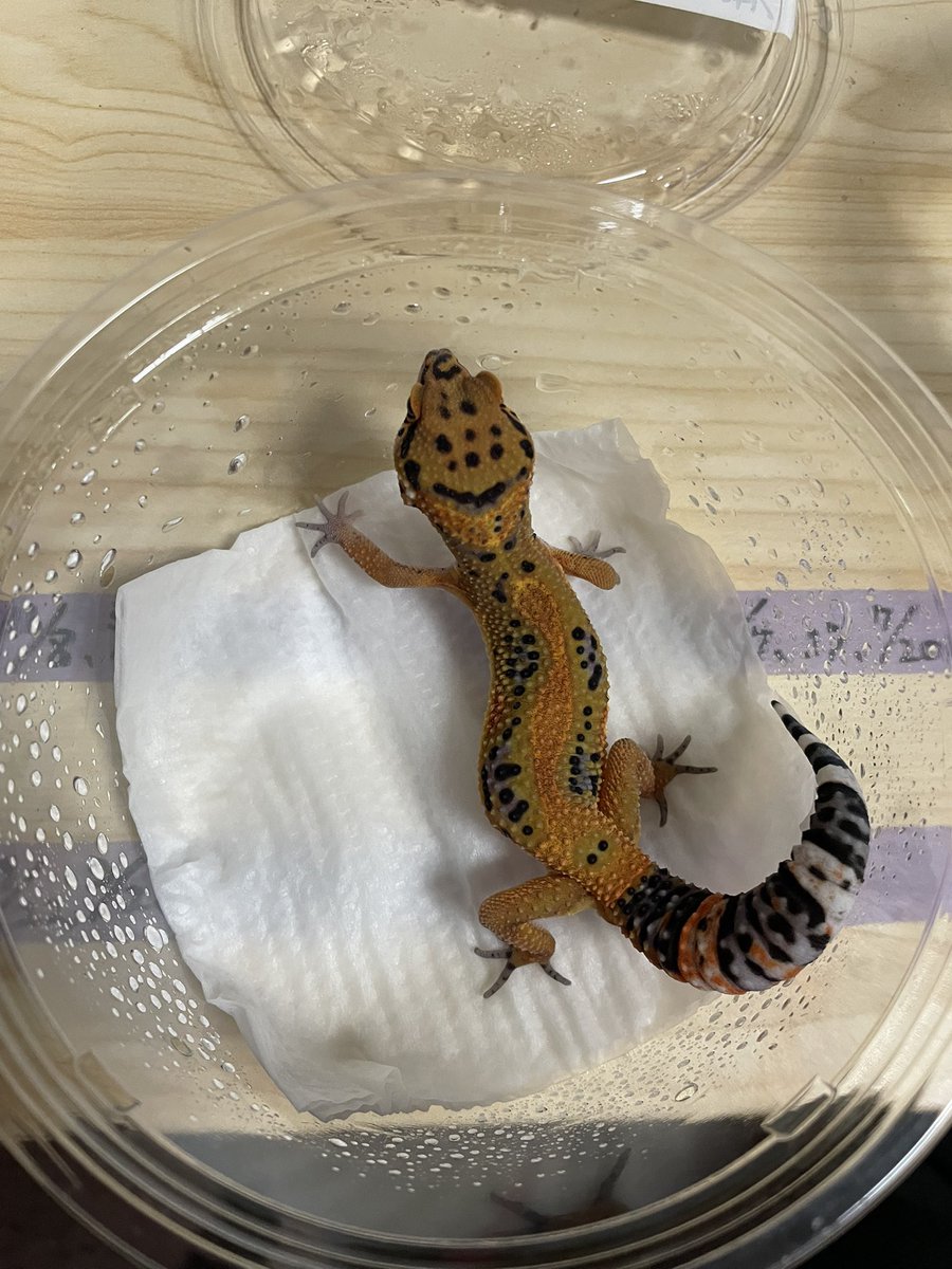 Key_Leopard's tweet image. 24号ちゃん渋すぎる
タンジェリン🍊