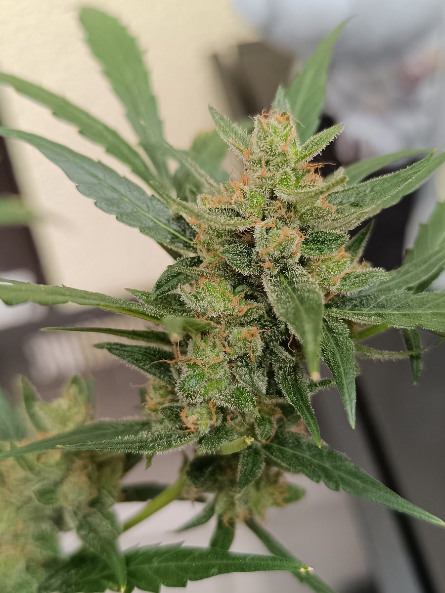 Nice ,🫩kurz vor der 5 Bwoche