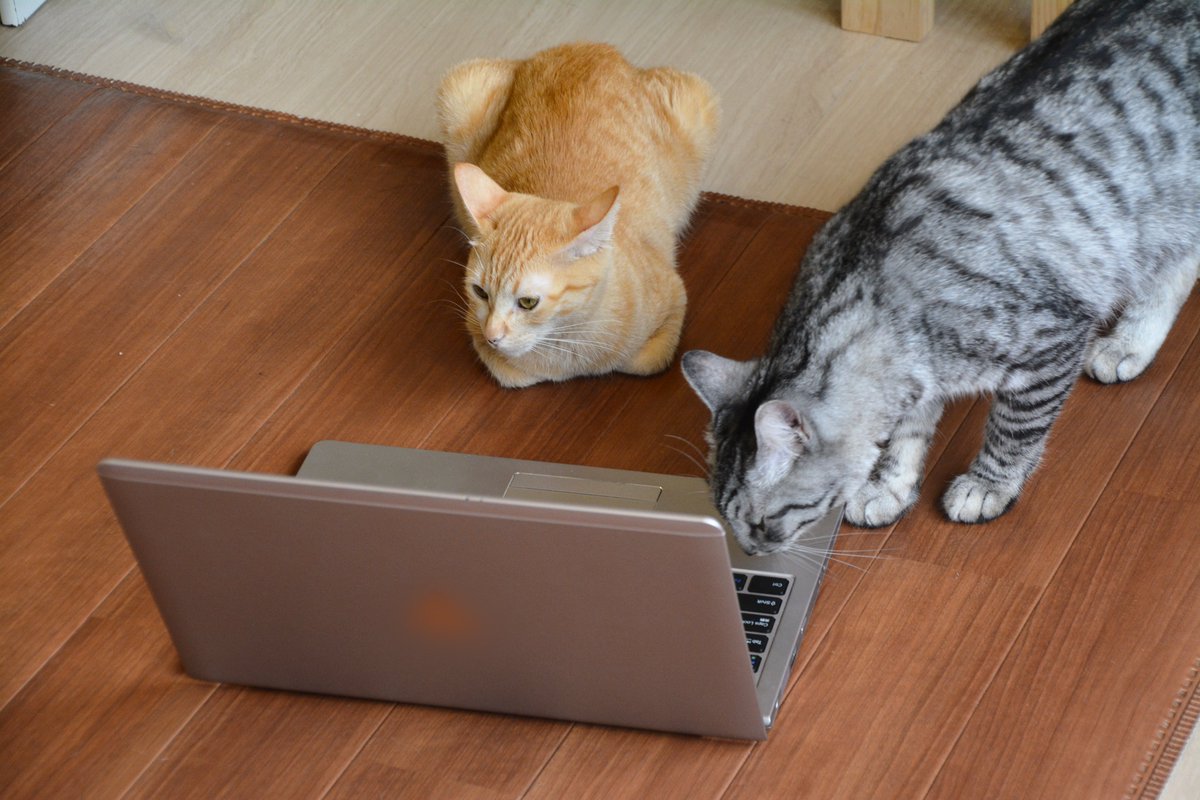 フリー素材ドットコム tweet media