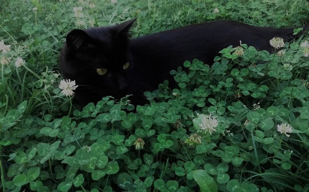 Black cats are not bad luck (@visualscat) on Twitter photo 