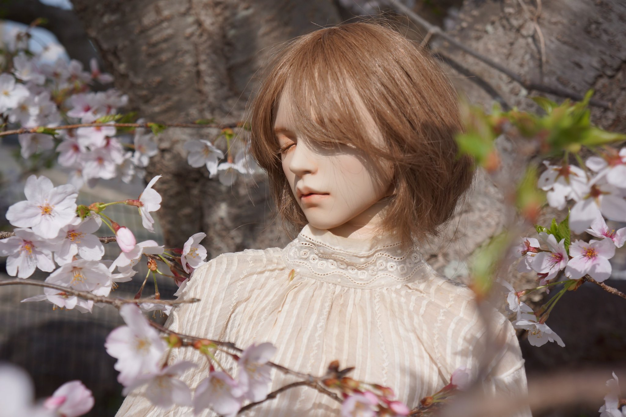 白藤シチ (@7shirafuji) / X