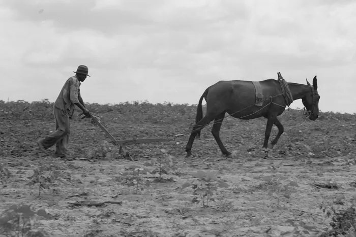 En 1865, en plena guerra de Secesión estadounidense, un general de la Unión prometió a miles de esclavos liberados algo insólito: 40 acres de tierra y una mula para comenzar una nueva vida. Aquella frase se convirtió en símbolo de una promesa rota. Tira del hilo 🧵👇🏽👇🏽👇🏽