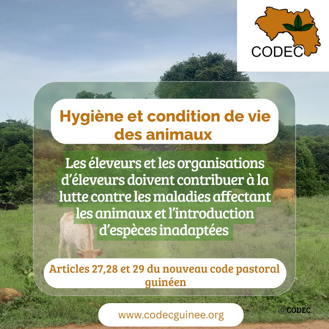 CodecGuinee's tweet photo. Les éleveurs et leurs organisations ont un rôle clé à jouer dans la lutte contre les maladies animales et la préservation de la biodiversité en évitant l'introduction d'espèces inadaptées. 

Ensemble, protégeons notre environnement et notre élevage pour un avenir durable. https://t.co/QVeDze0gcv