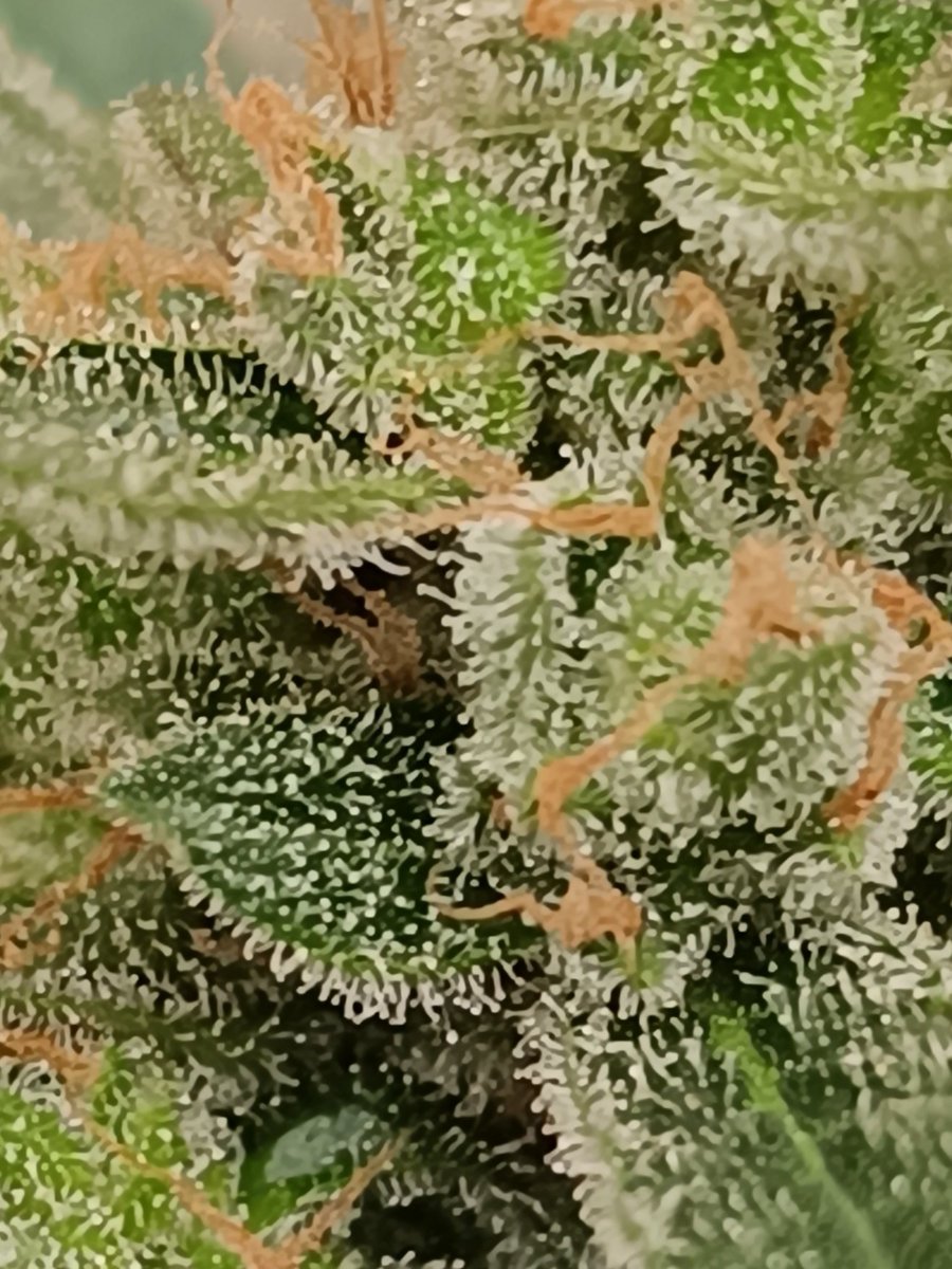 Blue Beere Bublé Gum 😎