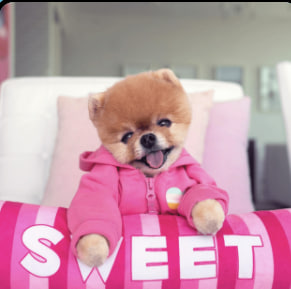 CharlotteHype's tweet photo. 🌍🐶 The world’s most famous Internet dog is now on Ethereum!
Over 1 BILLION views 🤯
The one and only Jiffpom has his own memecoin 🚀
🔗Web: https://t.co/iXXVTEyRRN
📊DexTools updated
TG: https://t.co/um2VLL7Hcd
$JIFF #Jiffpom #Ethereum https://t.co/C2S0LrE7Ms