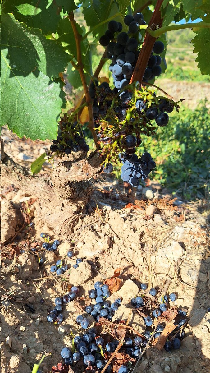 Un mes d'esgranades ininterrompudes. No ho paren ni pastors elèctrics ni tanques fixes ni esperes de plom ni repel·lents de gust o olfacte. El problema ve de lluny i va creixent i porta lligat despoblament, abandonament, burocràcia, focs, boscos, desequilibris, misèries i etc.