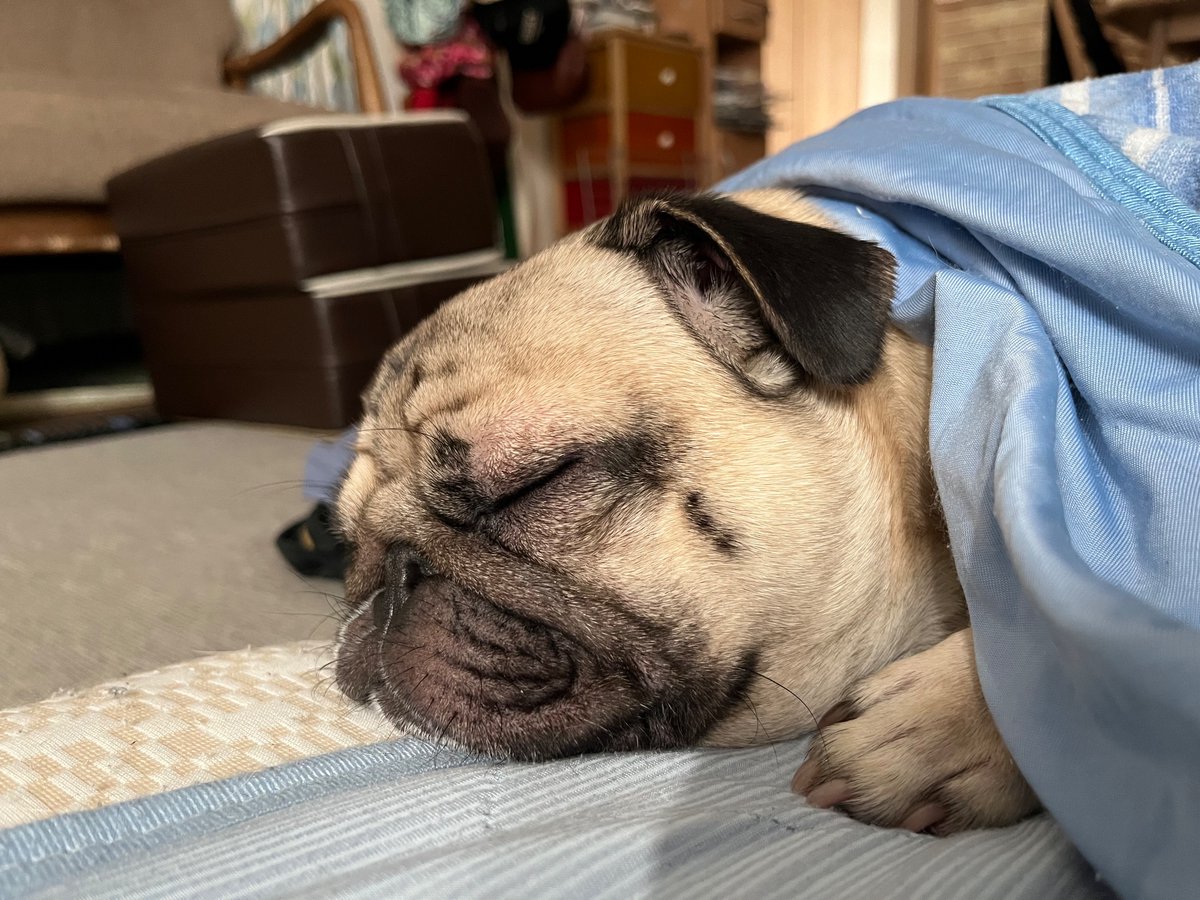 だいきち〜
いつまでお昼寝してるの〜
※夕方です

#パグ
#pug
#犬のいる生活