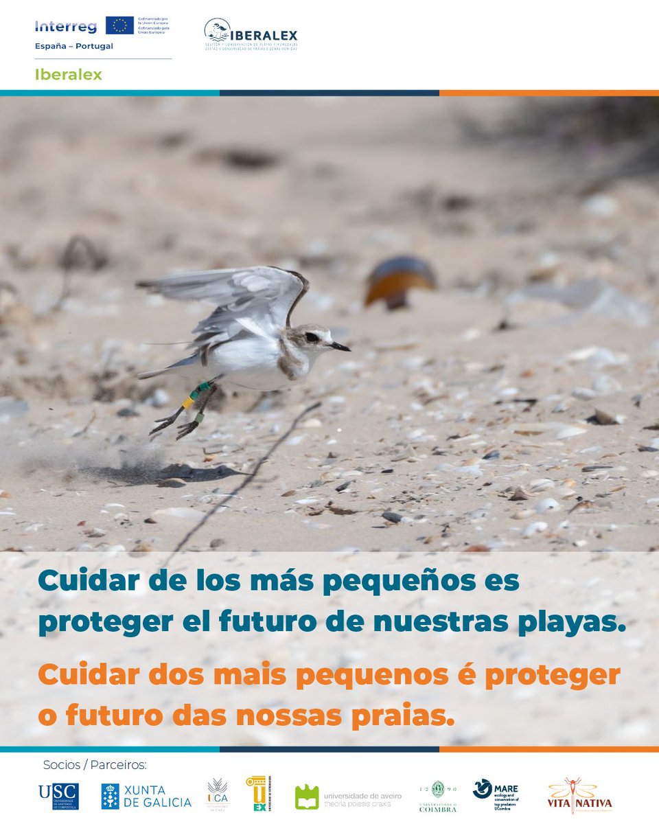 Hoy os recordamos que... En esta época Los chorlitejos patinegros aún cuidan de sus crías en la arena. Son muy vulnerables y necesitan tranquilidad.
 🚶‍♂️ Respeta zonas señalizadas y camina con cuidado. Cada gesto cuenta