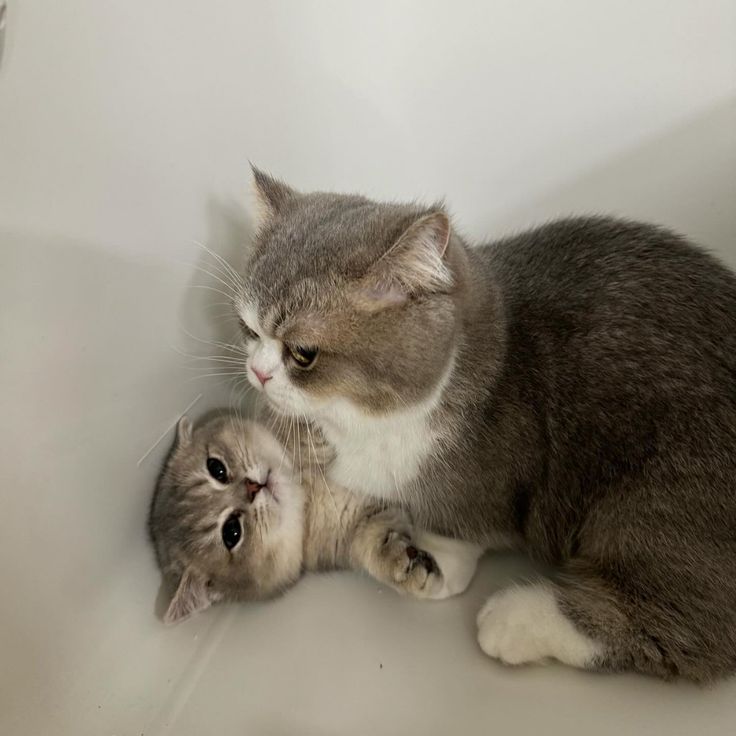 Cats all the way (@nekocatts) on Twitter photo 