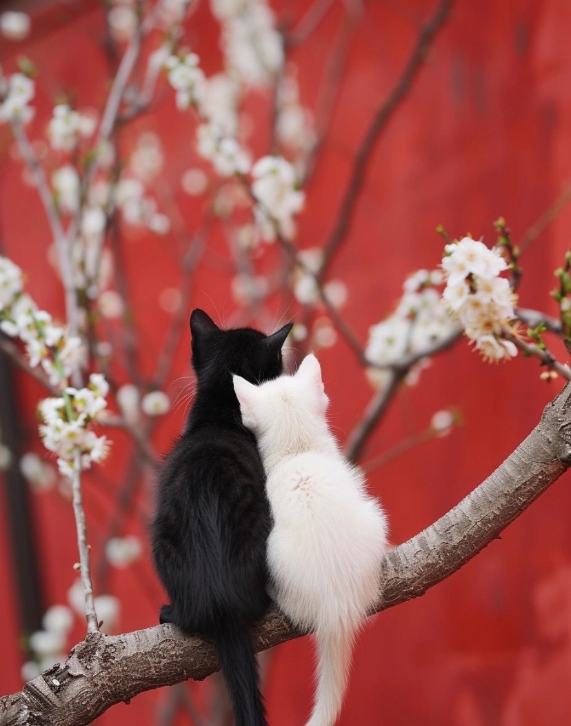 cats with powerful impression 🐾 tweet media