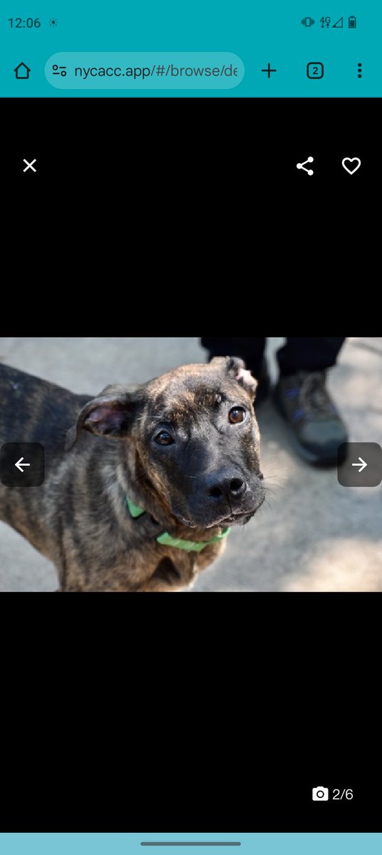 Samantha (@samj_jane) on Twitter photo 🚨Medical Priority placement ❌ #Adoptme
Tinkerbell 9mths 233958 #Qacc Has broken Leg currently at vet hospital Shes A lovely affectionate girl who needs a loving 🏡 to rest+recover 🙏 Dm <a href="/CathyPolicky/">Cathy Policky</a> #Fosterssavelives #Pledge nycacc.app/browse/233958 ❤️🐕 🚨Medical Priority placement ❌ #Adoptme
Tinkerbell 9mths 233958 #Qacc Has broken Leg currently at vet hospital Shes A lovely affectionate girl who needs a loving 🏡 to rest+recover 🙏 Dm <a href="/CathyPolicky/">Cathy Policky</a> #Fosterssavelives #Pledge nycacc.app/browse/233958 ❤️🐕