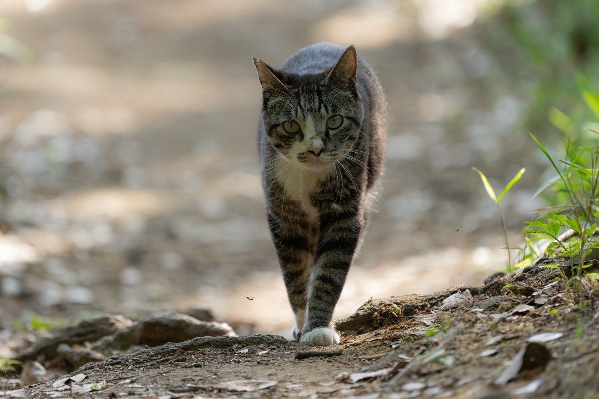 _lambda1992's tweet image. 正面顔の写真、意外と結構撮っていました😯

#全日本動物の正面顔大好き部