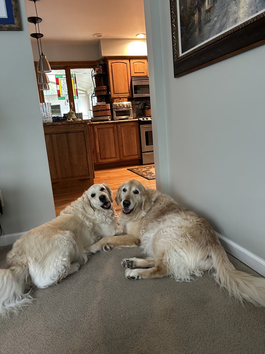 Here is a Hollyberry and Huckleberry #FluffybuttFriday 
#GRC
What a berry nice calm picture, you say….to be continued……