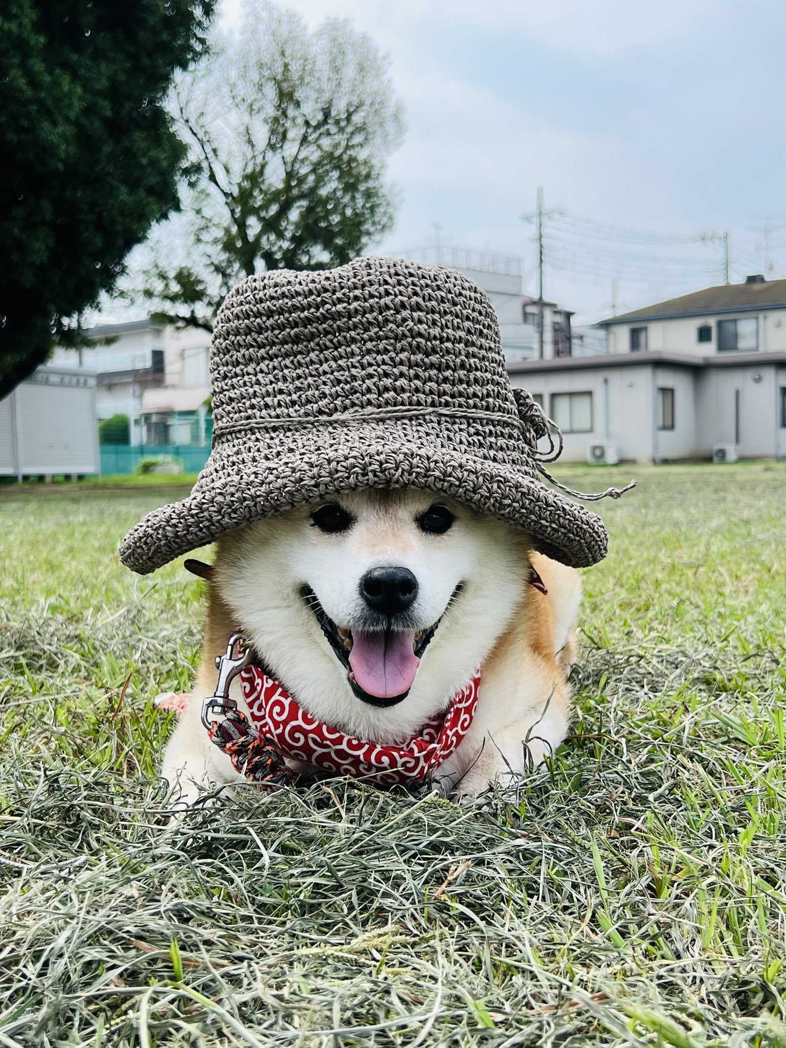 柴わんこ様♡ありがとうございます♡ 柴犬のまめた🐕・ ・ 和市2025秋・ ・ アンバサダーに就任しま