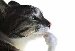 Betclic Apogee Esports tweet media