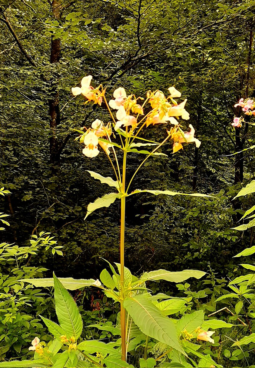 Diese Blümchen für Euch für einen schönen Freitag 😘
Ces petites fleurs pour vous souhaiter un très beau vendredi 🌼🏵
#NaturePhotography #flowersonfriday #photography #naturelovers