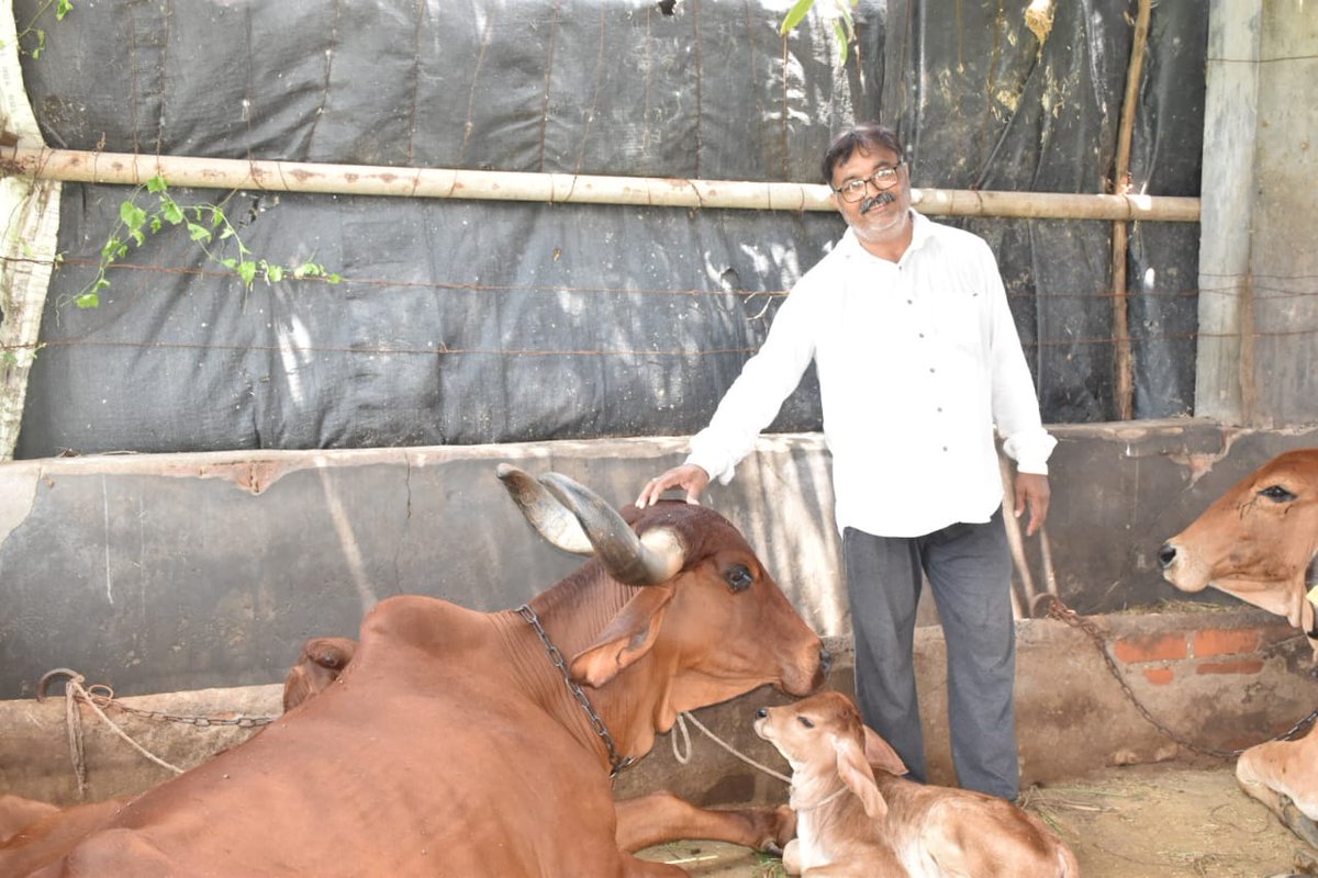 RaghavjiPatel's tweet photo. પ્રાકૃતિક ખેતી – સમાજને સુખાકારી તરફ દોરતો માર્ગ 🌱

પાટણના સિદ્ધપુરના ખેડૂત શૈલેષભાઈ પટેલે પોતાની બી.ઈ. મિકેનિકલ ડિગ્રી હોવા છતાં ખેતી તરફ વળીને છેલ્લા છ વર્ષથી દસ વીઘા જમીનમાં પ્રાકૃતિક ખેતી અપનાવી છે.

બાજરી, ઘઉં, મગ, તલ, અડદ, કઠોળ તેમજ દાડમ જેવા પાકનું ઉત્પાદન કરીને તેઓ માત્ર જમીનની ફળદ્રુપતા નથી જાળવી રહ્યા, પણ સમાજને આરોગ્યપ્રદ અનાજ પણ પૂરૂં પાડી રહ્યા છે.

પ્રાકૃતિક ખેતી માત્ર ખેડૂત માટે નહીં, પરંતુ સમગ્ર સમાજના આરોગ્ય અને ભવિષ્ય માટે આશીર્વાદ સમાન છે. આવી પ્રેરણાદાયક સફળતાની ગાથાઓ ગુજરાતના ખેડૂત સમાજને રાસાયણિક મુક્ત ખેતી તરફ પ્રોત્સાહિત કરે છે.

#OrganicFarming #NaturalFarming  #Agriculture