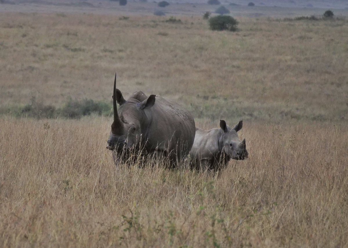 This week, Kenya Wildlife Service in partnership with <a href="/magicalkenya/">Kenya Tourism Board</a> had the privilege of hosting referees officiating the ongoing CHAN 2024 Tournament for a game drive at the iconic Nairobi National Park – the only national park within a capital city!

The referees, drawn from