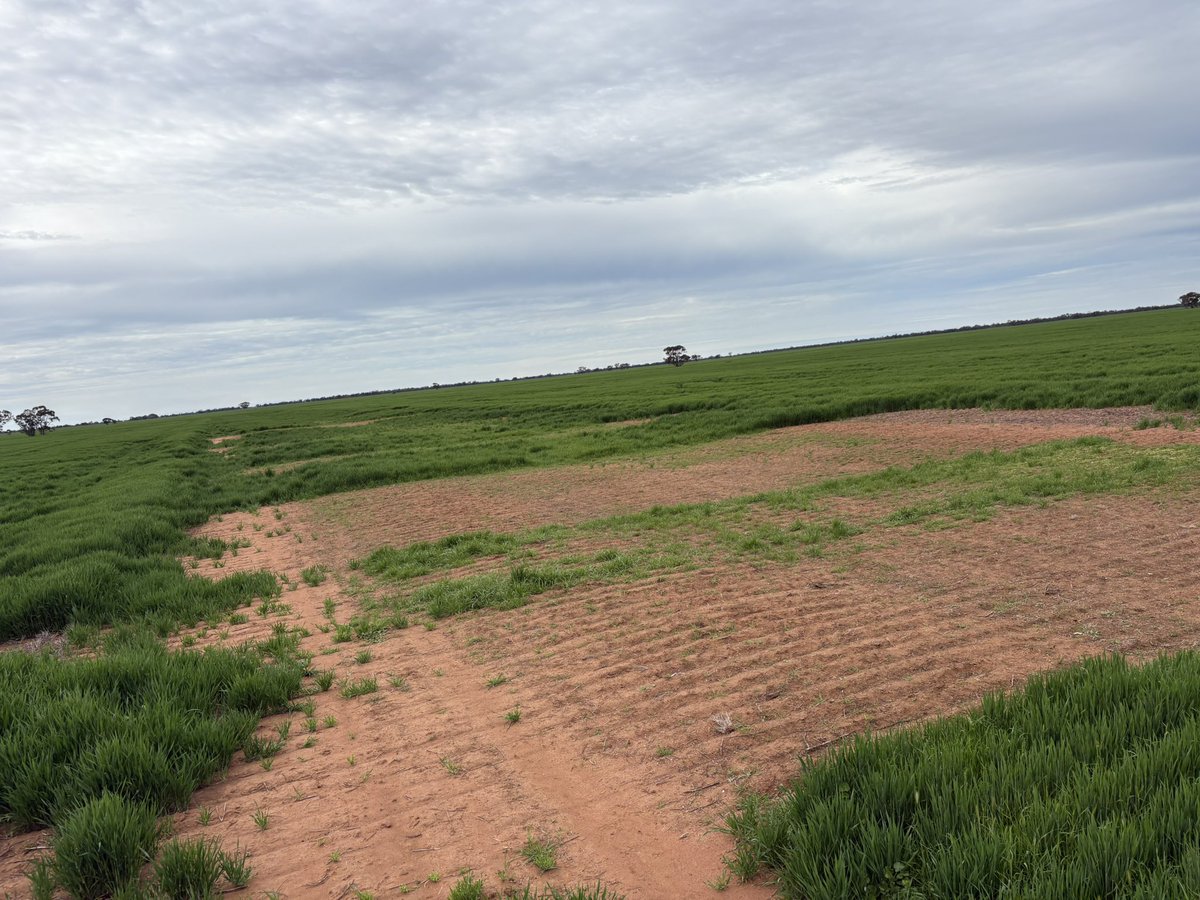 Matt Witney tweet media