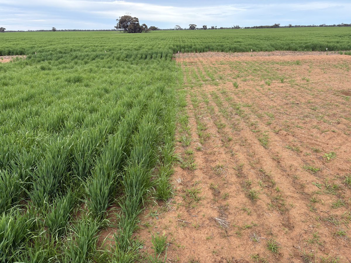 Matt Witney tweet media