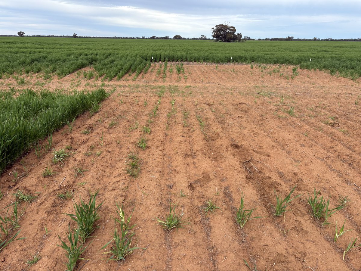 Matt Witney tweet media