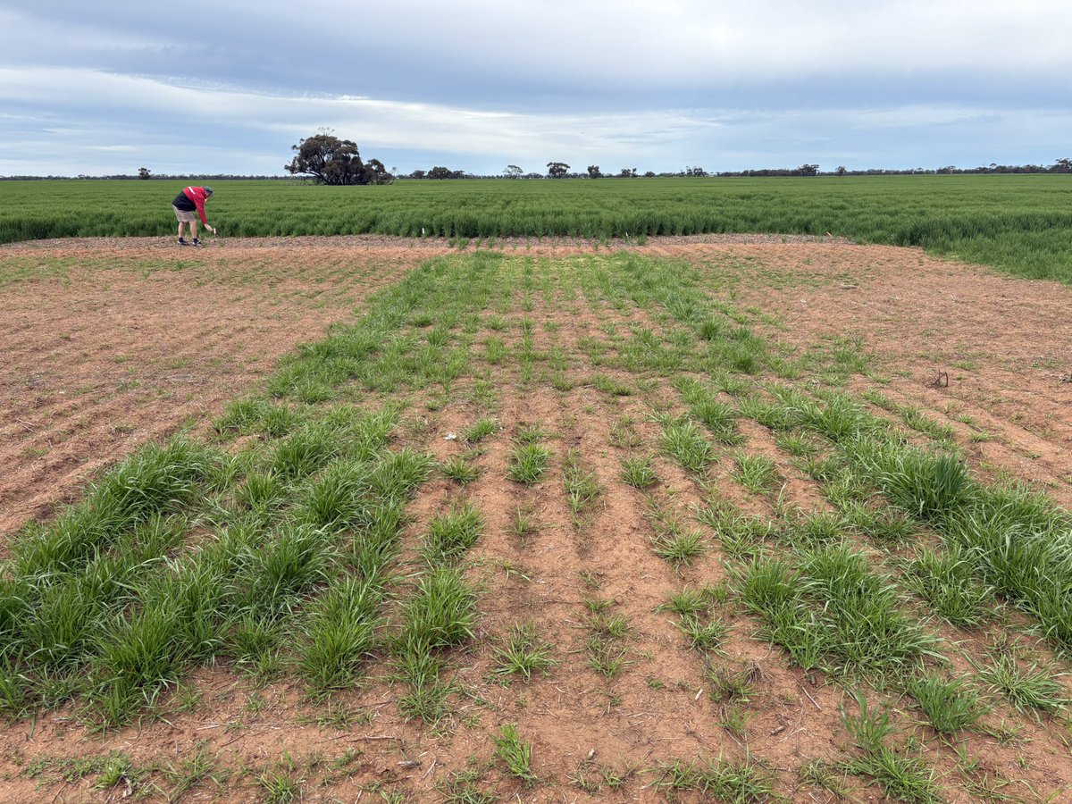 Matt Witney tweet media