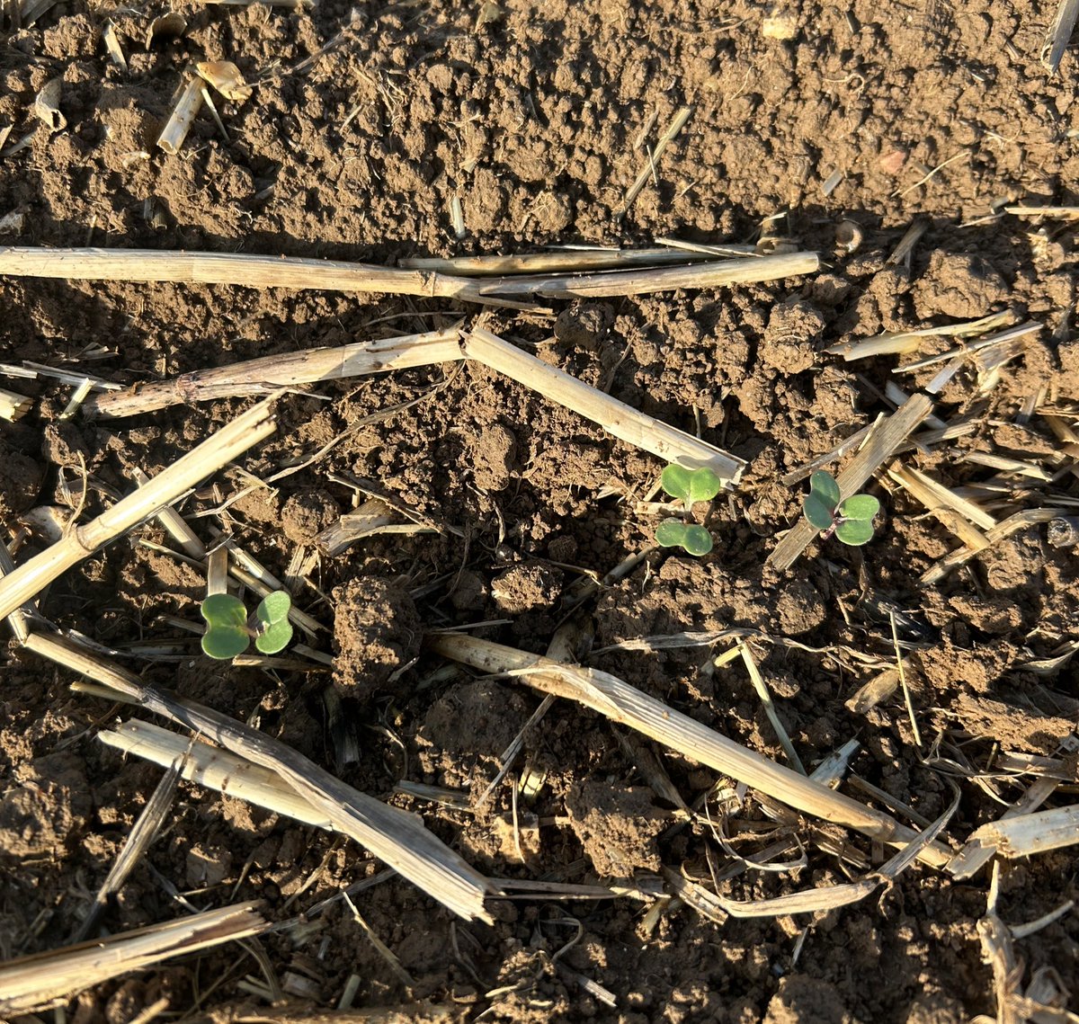 Mise en place de la tour de contrôle ✈️ pour surveiller les 🪲 dans le #codex #campus