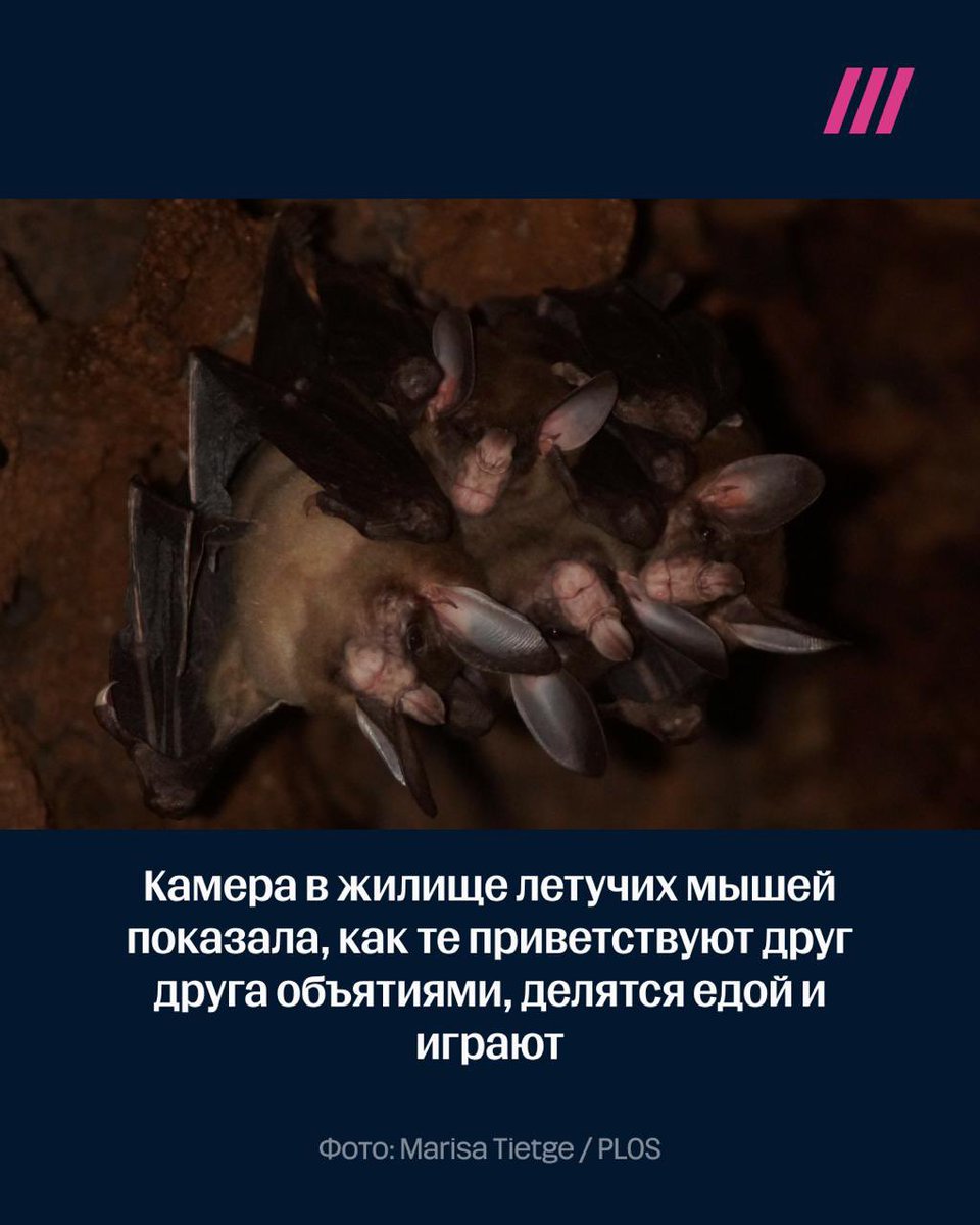 Ученые на три месяца поставили камеру в жилище летучих мышей-больших вампиров. И увидели, как те приветствуют друг друга объятиями, делятся едой и играют — читайте в треде