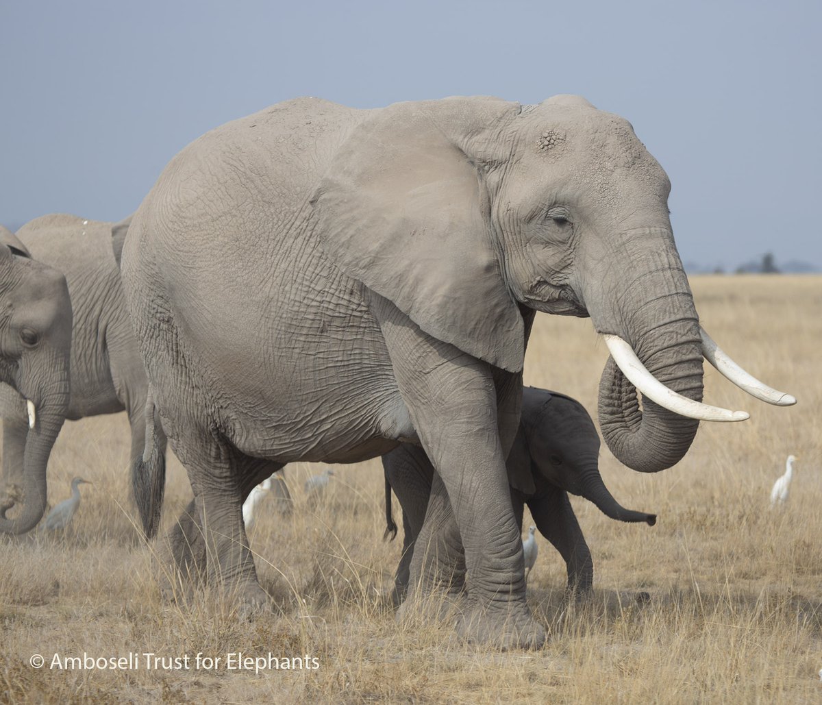Zakia from the ZC family has a new female calf! 🐘💚

Her family often spends time in Tanzania, so sightings are rare and special.  #AmboseliElephants