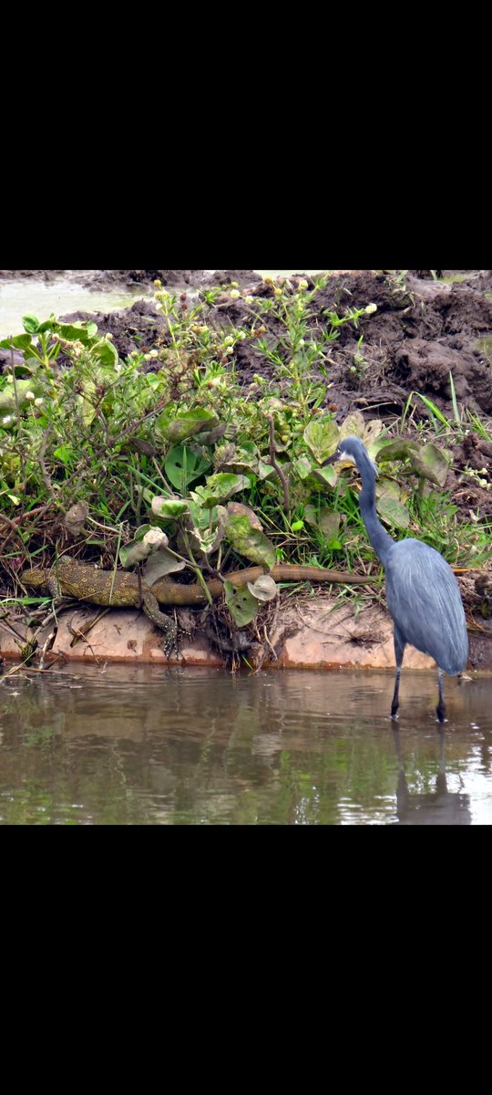 Another bird I've not posted before Western Reef Heron. Taken recently in the Kotu area the #gambia. I think it decided this Monitor Lizard was a little too big to take on.