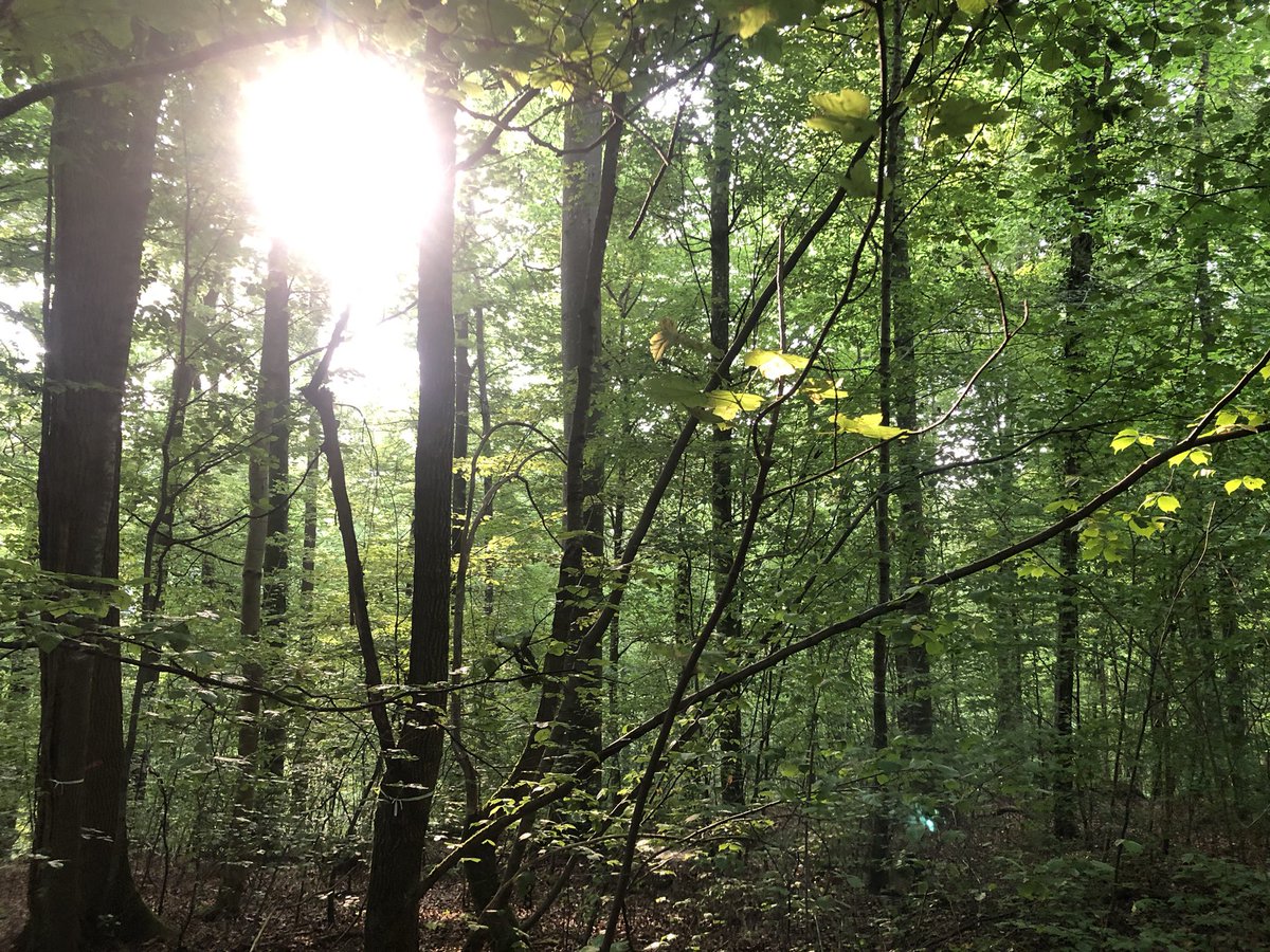 Michael WeiΓ (@mweiss_tue) on Twitter photo Good morning, fellow treeps!
#biodiversityrocks. Good morning, fellow treeps!
#biodiversityrocks.