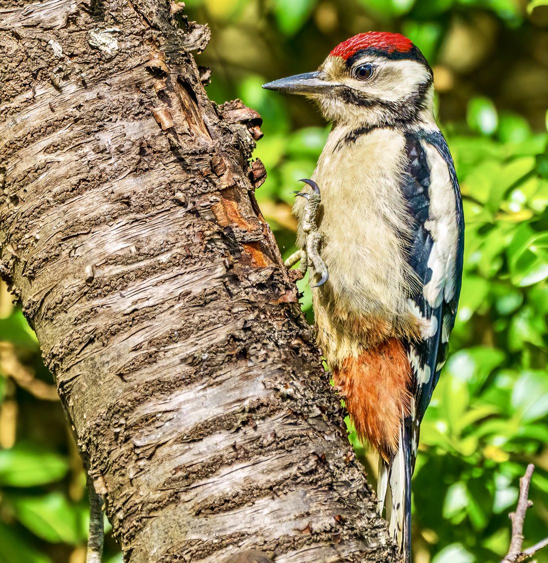Juvenile Great Spotted Woodpecker steps forth in Cotswold garden <a href="/Natures_Voice/">RSPB</a> <a href="/thetimes/">The Times and The Sunday Times</a> #TwitterNaturePhotography #birding #NaturePhotography #Cotswolds