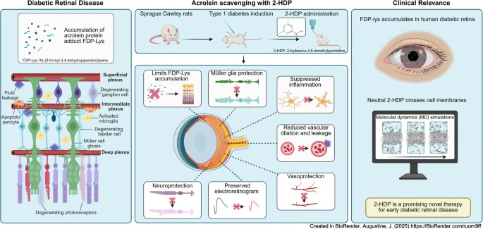 DiabetologiaJnl's tweet photo. #2-HDP protects against diabetic retinal neurovascular dysfunction in the diabetic rat retina, independent of glycaemic control. #DiabeticRetinopathy #VisionResearch #NeurovascularUnit #DiabetesScience #DrugDiscovery https://t.co/DQnc8JI1MW 🔓 https://t.co/48WLh1FRoc