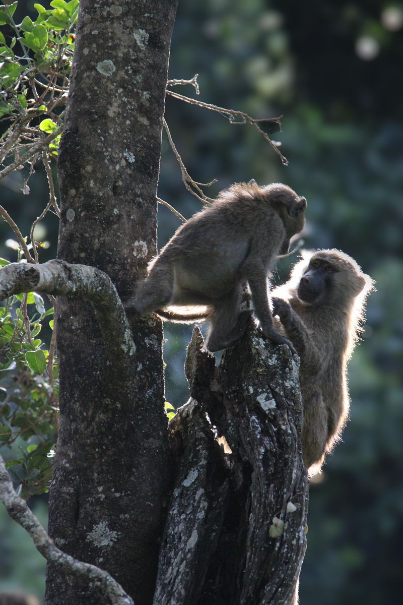Did you know: There are five species of baboons: olive, yellow, chacma, Guinea, and hamadryas, each with unique behaviors and habitats.

Please support our rangers in the quest to raise funds in support of fellow rangers worldwide, through this link: wildlife.rangerchallenge.org/campaigns/ngar…