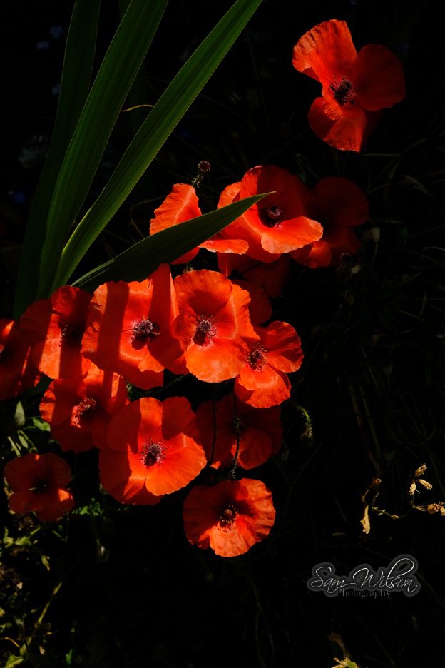 I have a small patch of poppies growing in the garden #flowersonfriday #NatureBeauty
