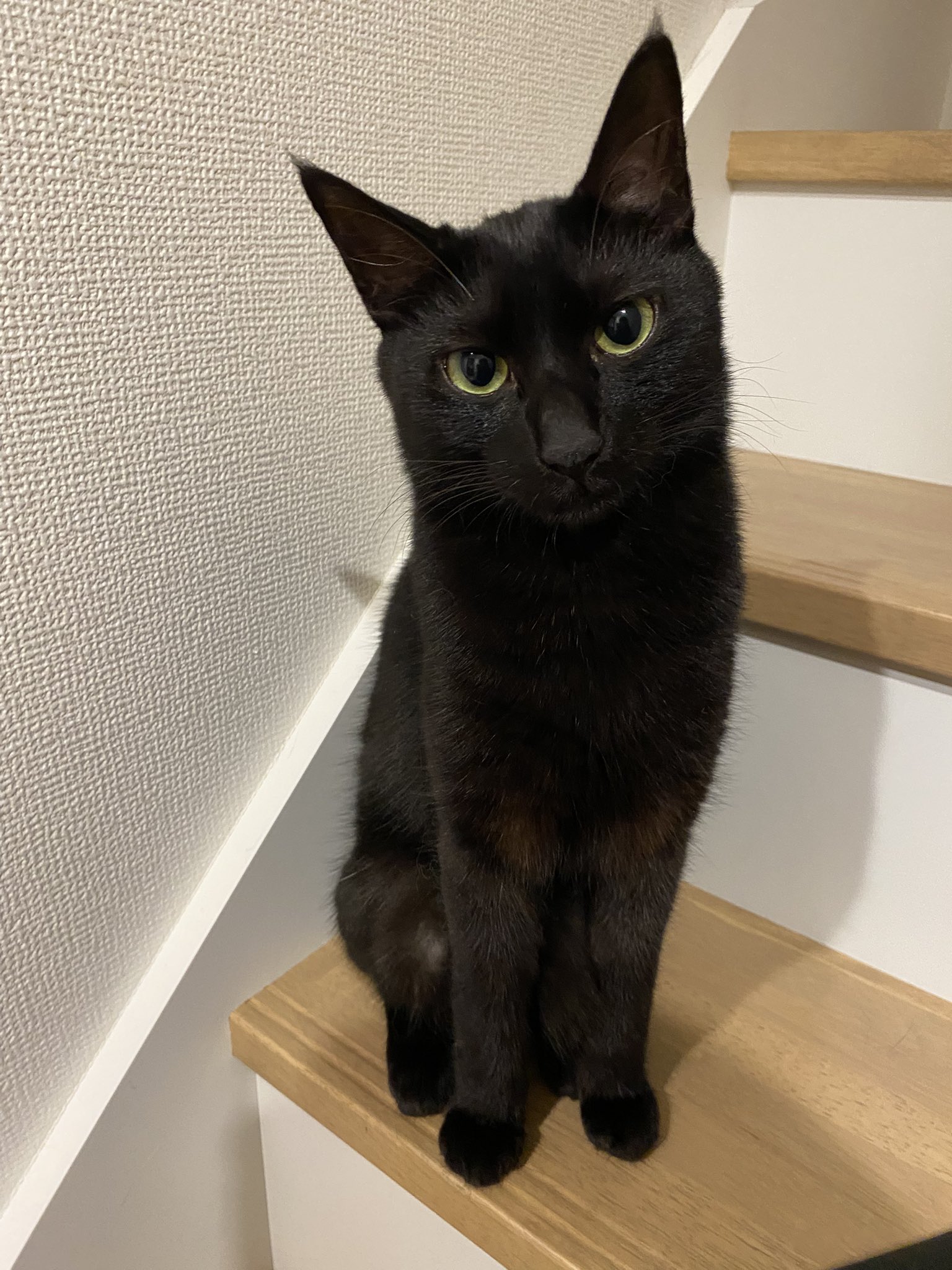 黒猫ちぃ ノヴ ストイコヴィッチ on X: 