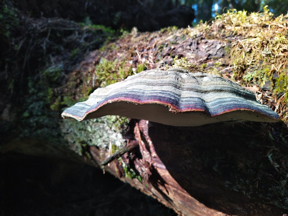 harrihehe's tweet photo. Good morning! Have a great Friday and enjoy your weekend!

[1/2] Revisiting 2025: Fomitopsis pinicola, a stem decay fungus. #FungiFriday #polypore https://t.co/MIBxWuV4cX