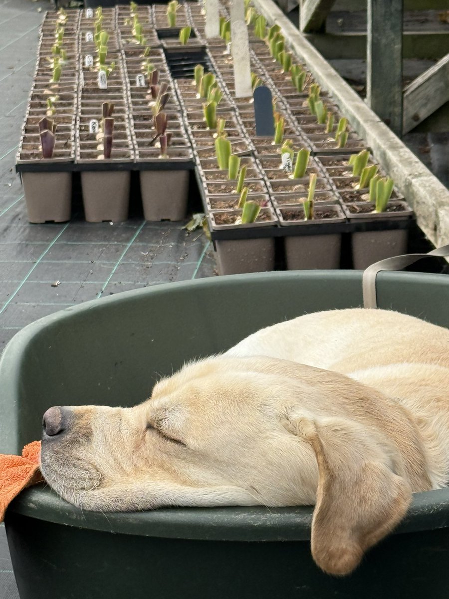 IrisesSeagate's tweet photo. Someone is bored with seeing irises at the moment… #itsadogslife #plantnurserylife #irises #pottingplants #dogatwork #hardlife #plantnursery #gardenlife #hardatwork #pottedirises #beardedirises #seagatenurseries https://t.co/fWQIqb4YCx