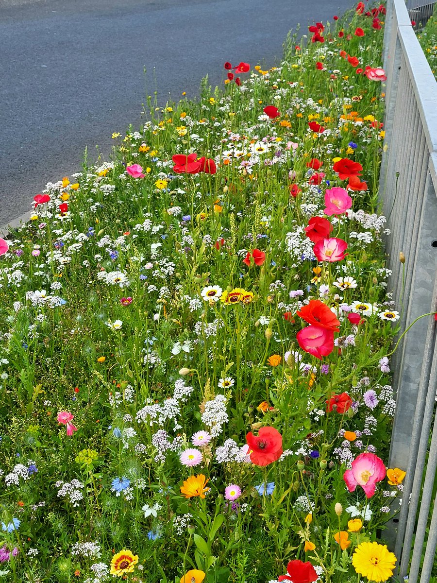 Brigid Walsh ๎จ๐ป๐๐๐ (@brigidwalsh10) on Twitter photo Blooming beautifully in the most unexpected places
Wild #Flowers
#DailyPictureTheme
<a href="/DailyPicTheme2/">Daily Picture Theme</a> Blooming beautifully in the most unexpected places
Wild #Flowers
#DailyPictureTheme
<a href="/DailyPicTheme2/">Daily Picture Theme</a>