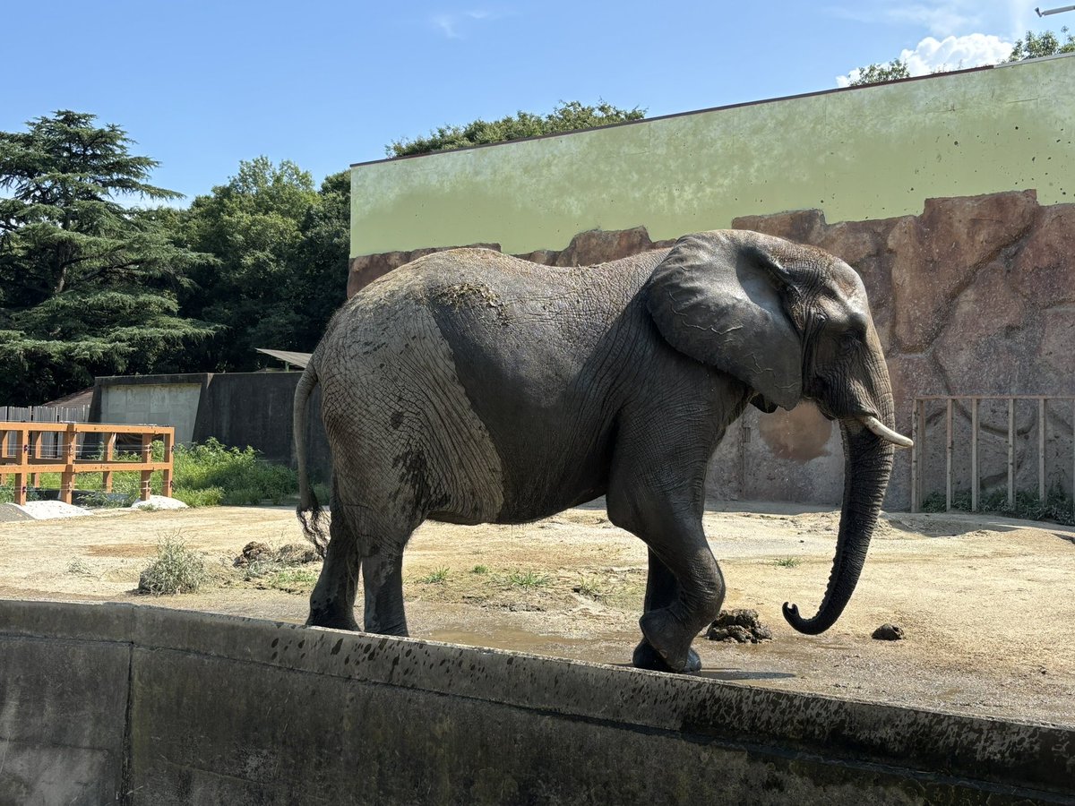 体の前半分が濡れてマレーバクのような見た目のアイちゃん🐘💦 #東武
