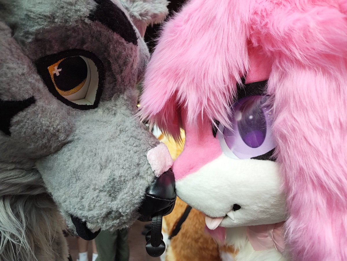 Snowy🔜LFM,CFZ (@snowyfoxxie) on Twitter photo Nose size comparison feat <a href="/brodiecantskate/">brodie / knox</a>
Who am I gonna see at the next londonfurs :3
#FursuitFriday Nose size comparison feat <a href="/brodiecantskate/">brodie / knox</a>
Who am I gonna see at the next londonfurs :3
#FursuitFriday